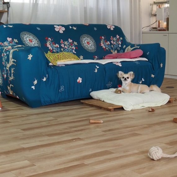 ドッグサロンわんだふるわん