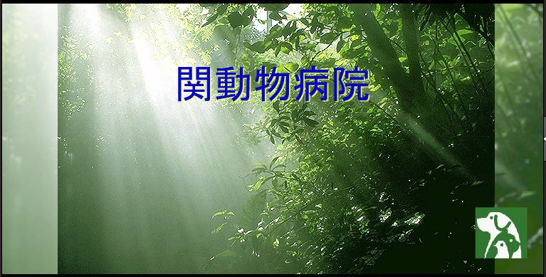 関動物病院