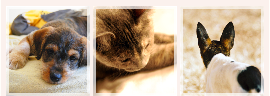 どんぐり犬猫病院