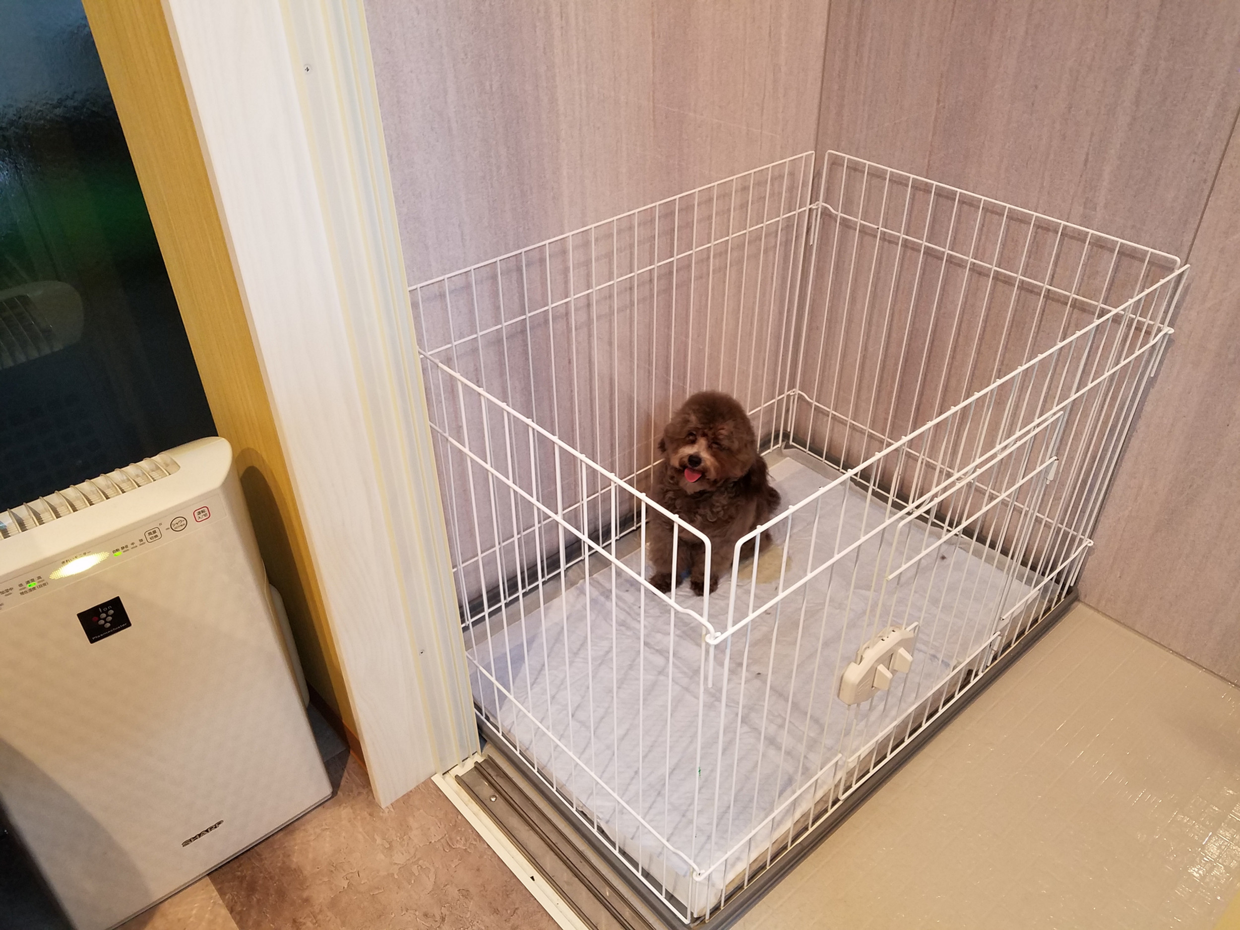 ペット ふれあい カフェ マリン