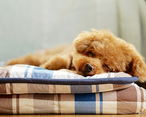 いぬや 本店（中村町店）