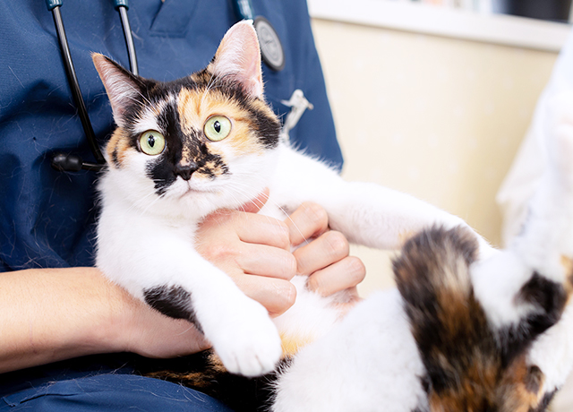 ひさだ動物病院