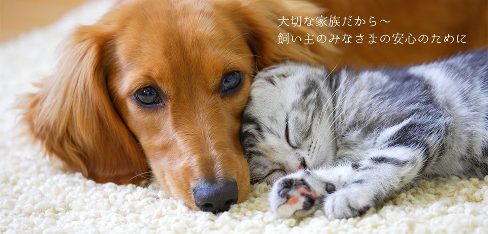 湖畔どうぶつ病院