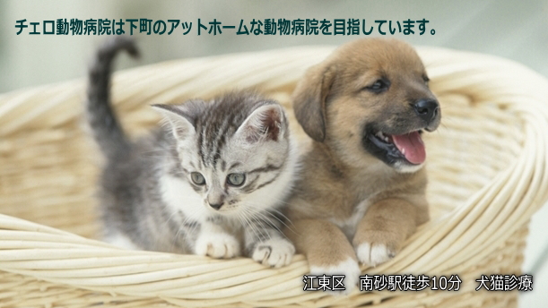 チェロ動物病院