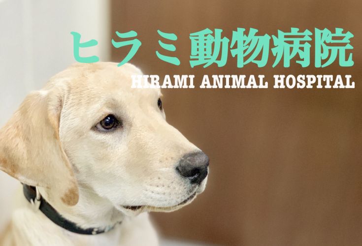ヒラミ動物病院
