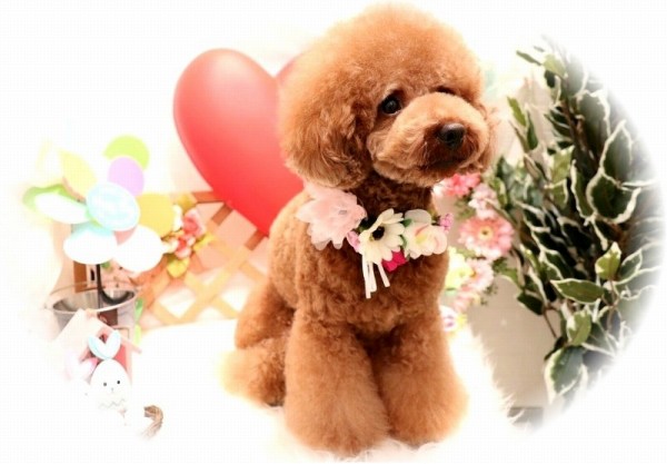 柏原市 トリミング・サロン・ワンタイム