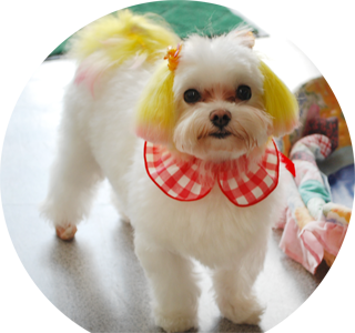 愛犬美容室＆ホテル　フジタ