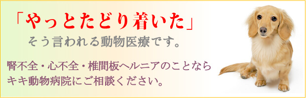 エキゾチックアニマル専門治療と統合医療のキキ動物病院