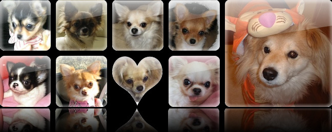 ドッグサロン・ハートワン