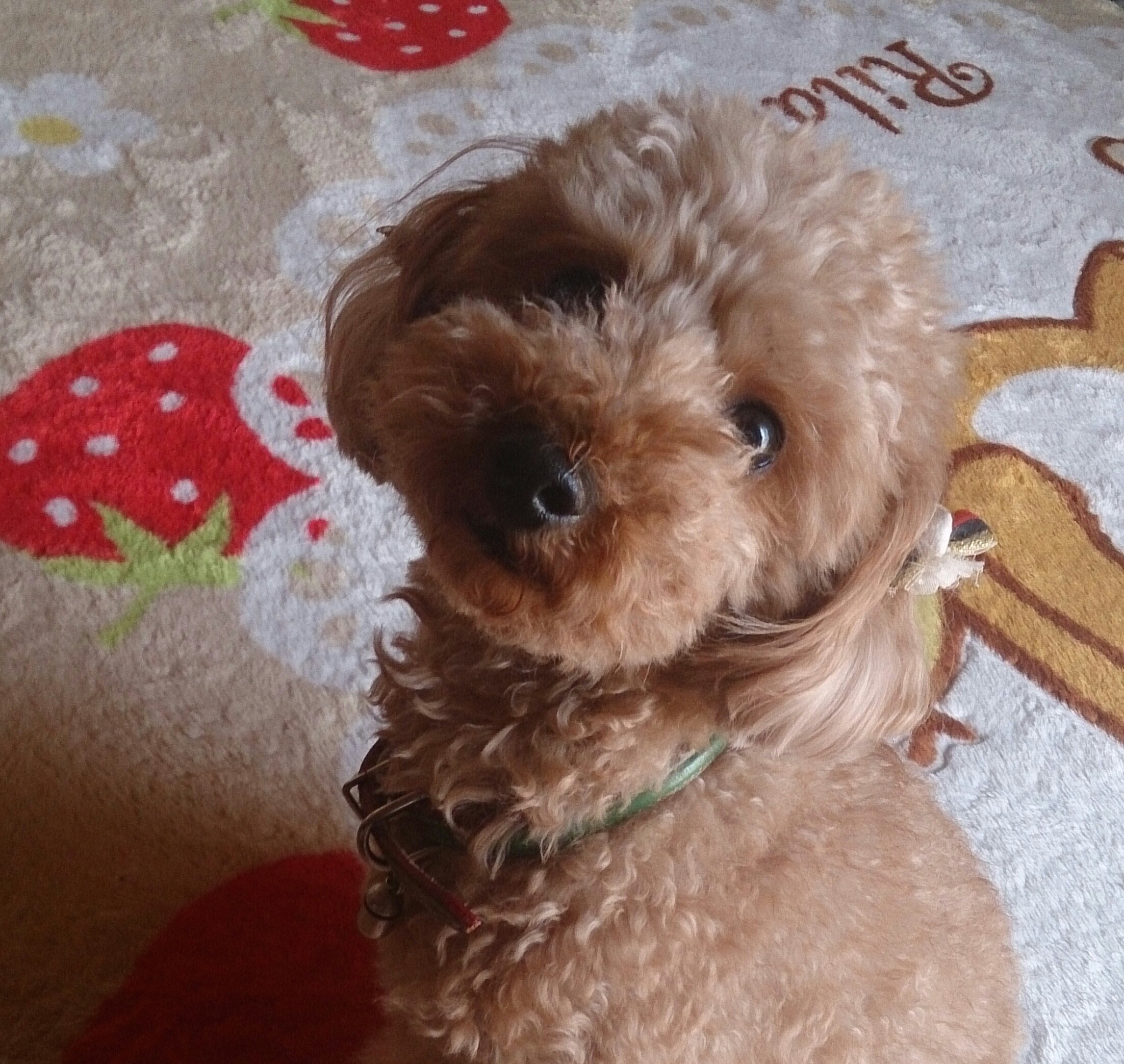 高波獣医科医院 高岡台出張所