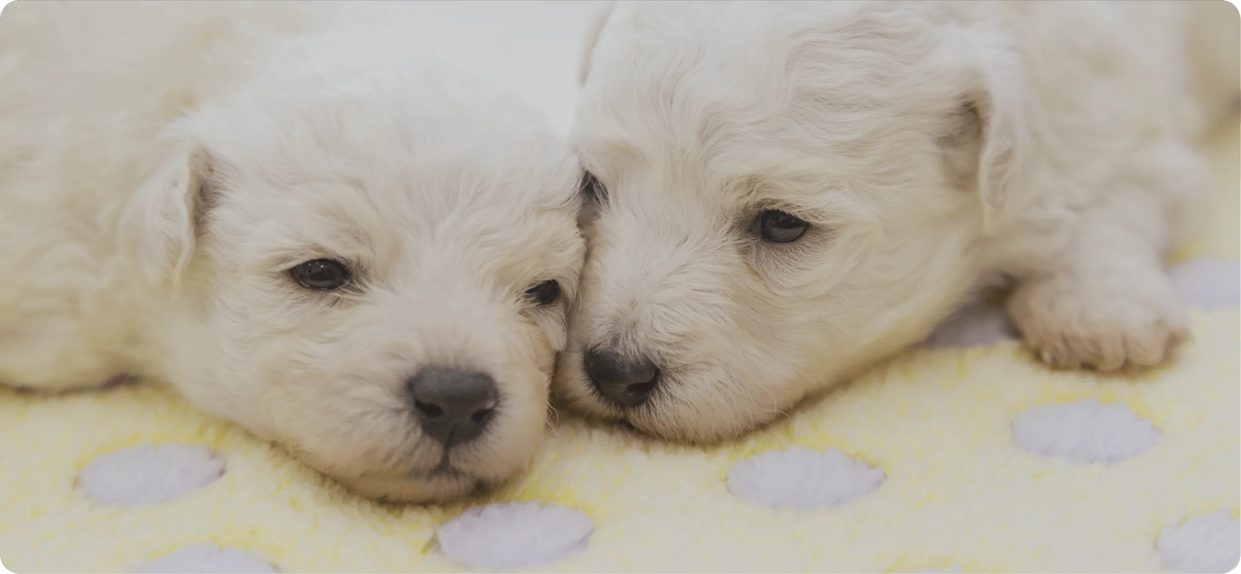西向日どうぶつ病院
