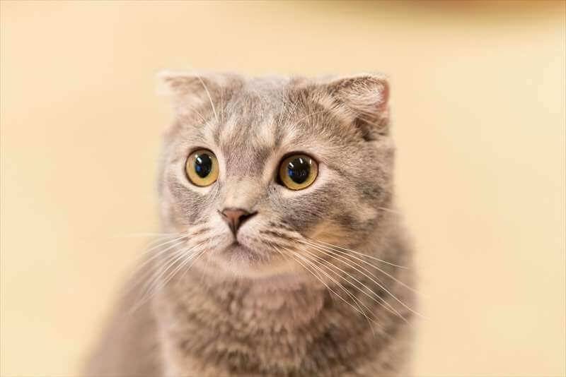 きよかわ動物病院