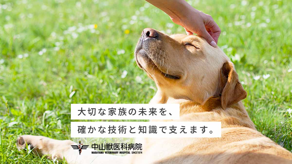 中山獣医科病院