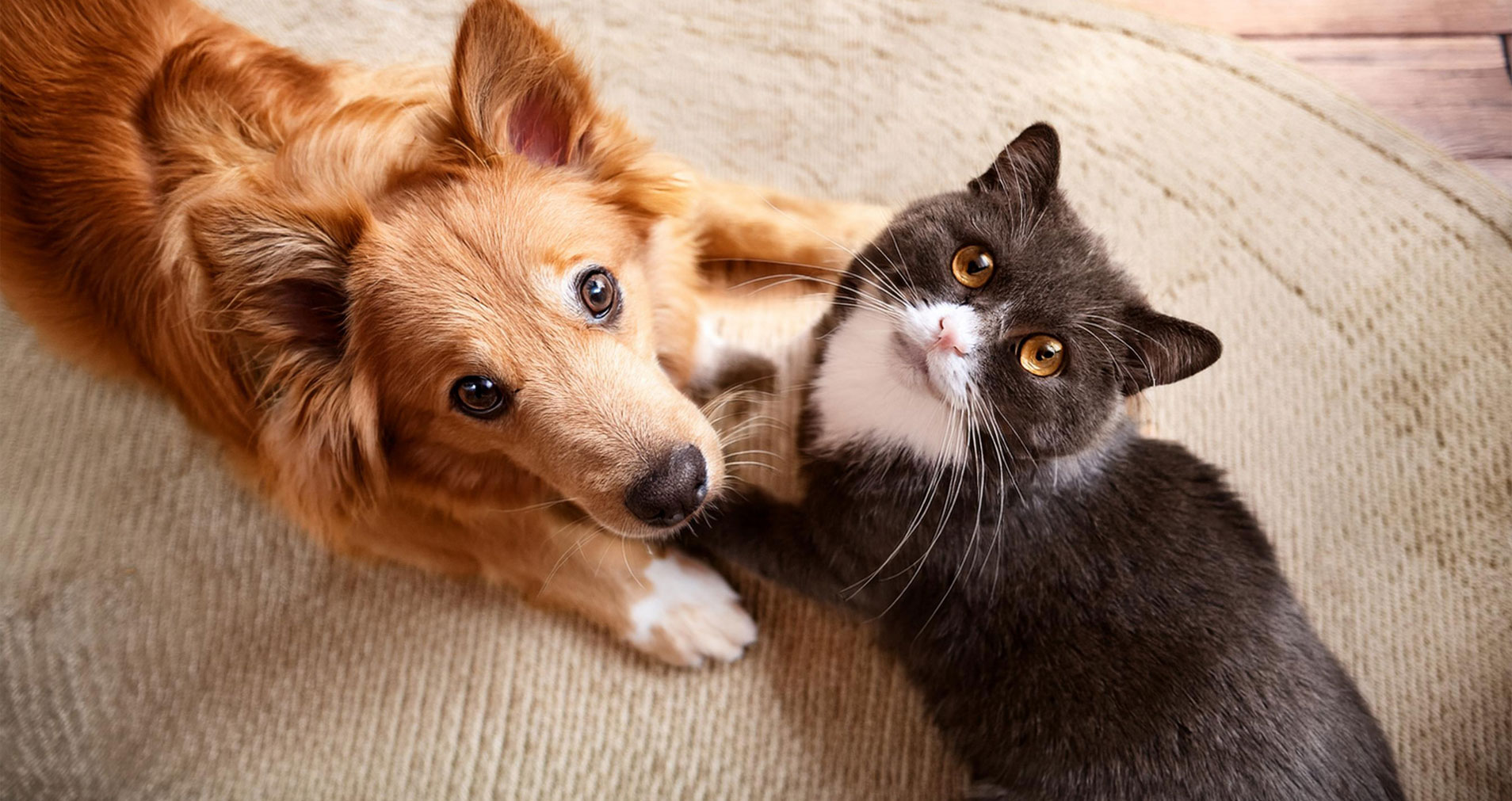 とよなが動物病院