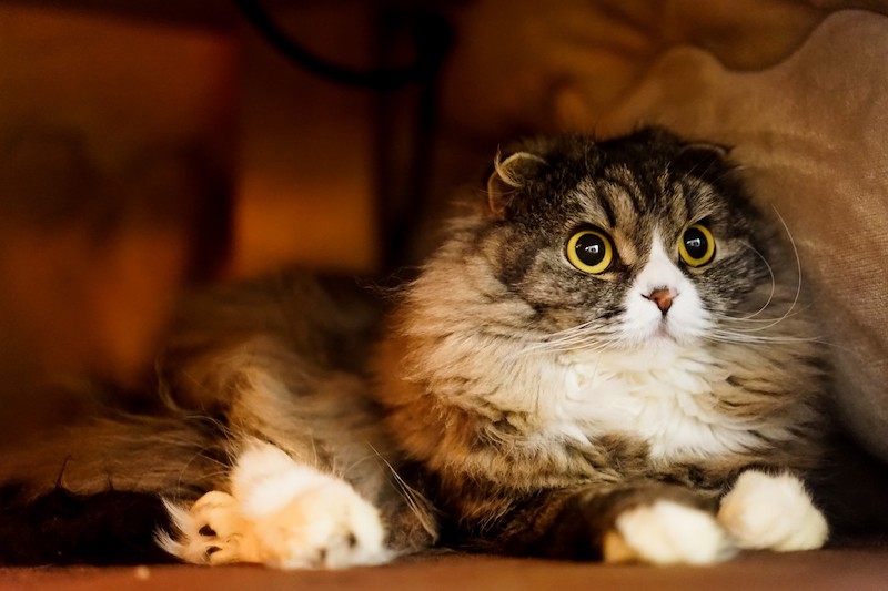 アニー動物病院