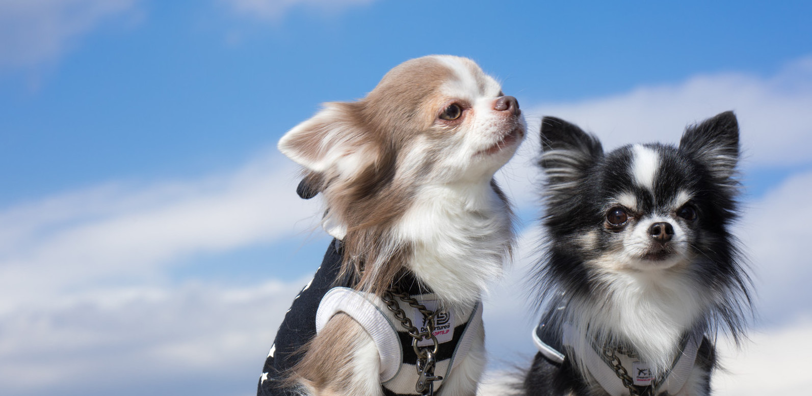 こしかわ動物病院