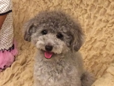 犬との生活教室わんの実