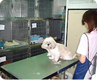 玉川動物愛護病院