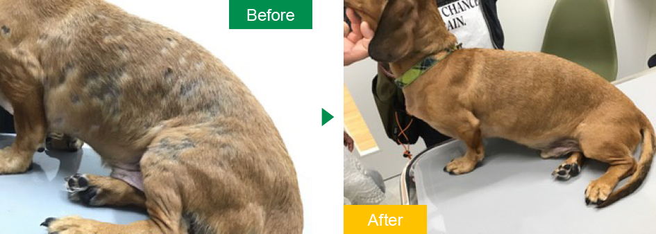 かとり動物病院