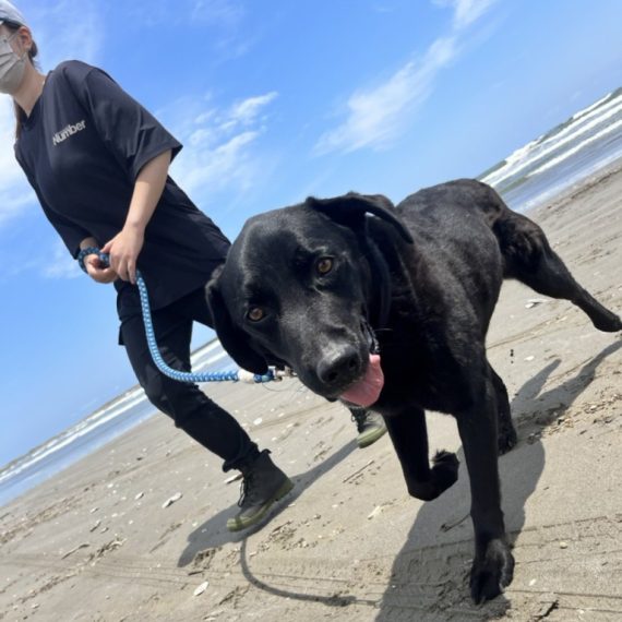 老犬ホーム&ペットホテル 九十九里パーク