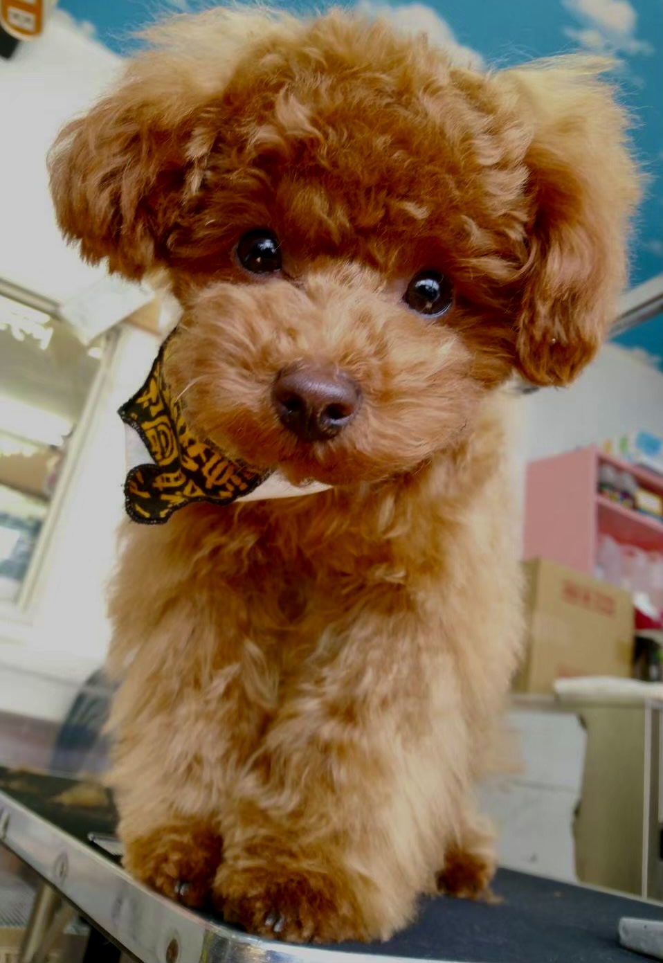 ペットシッターまかな