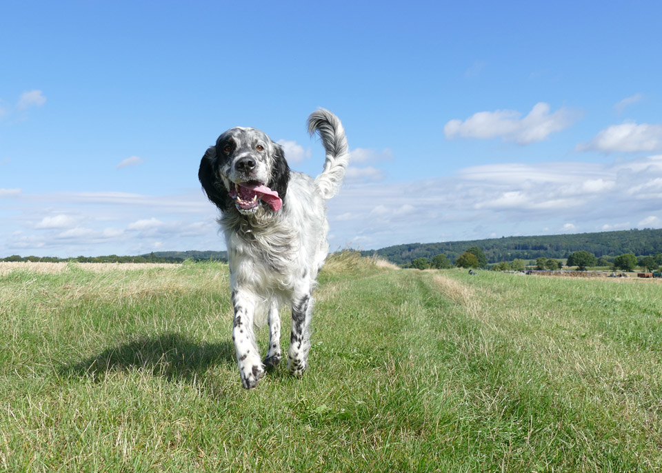 吉祥寺あおぞら動物病院