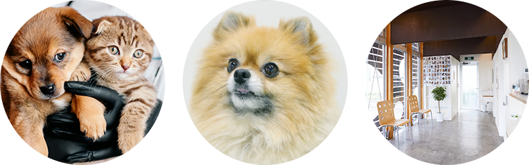 おおたかの森動物病院