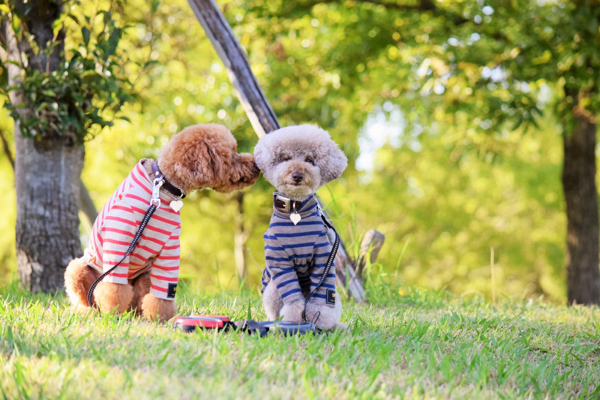 ドッグサロン ミュウ