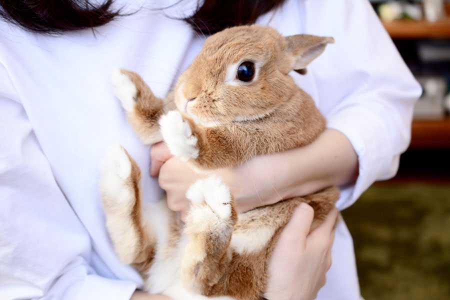 さいとうラビットクリニック