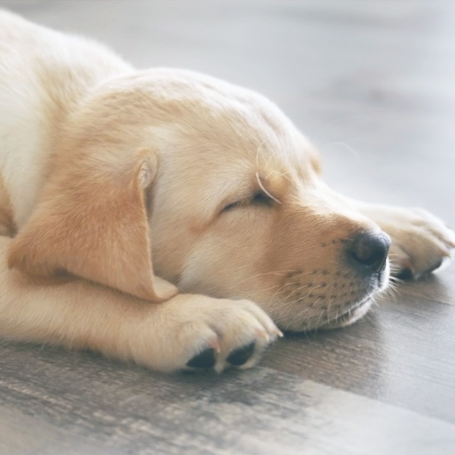 岡崎南動物病院