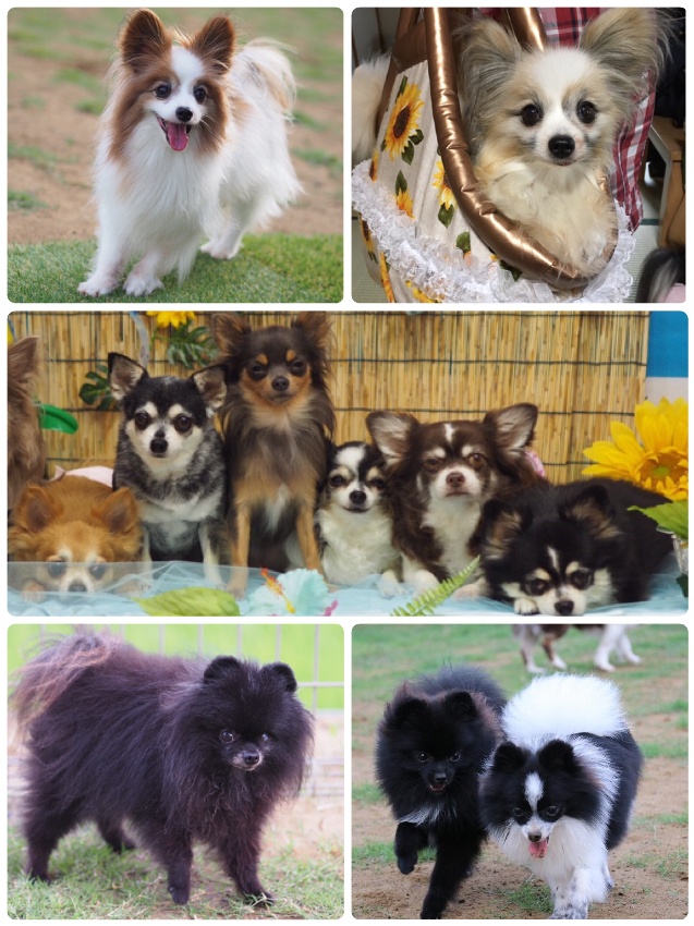 わんこ茶屋わんちか