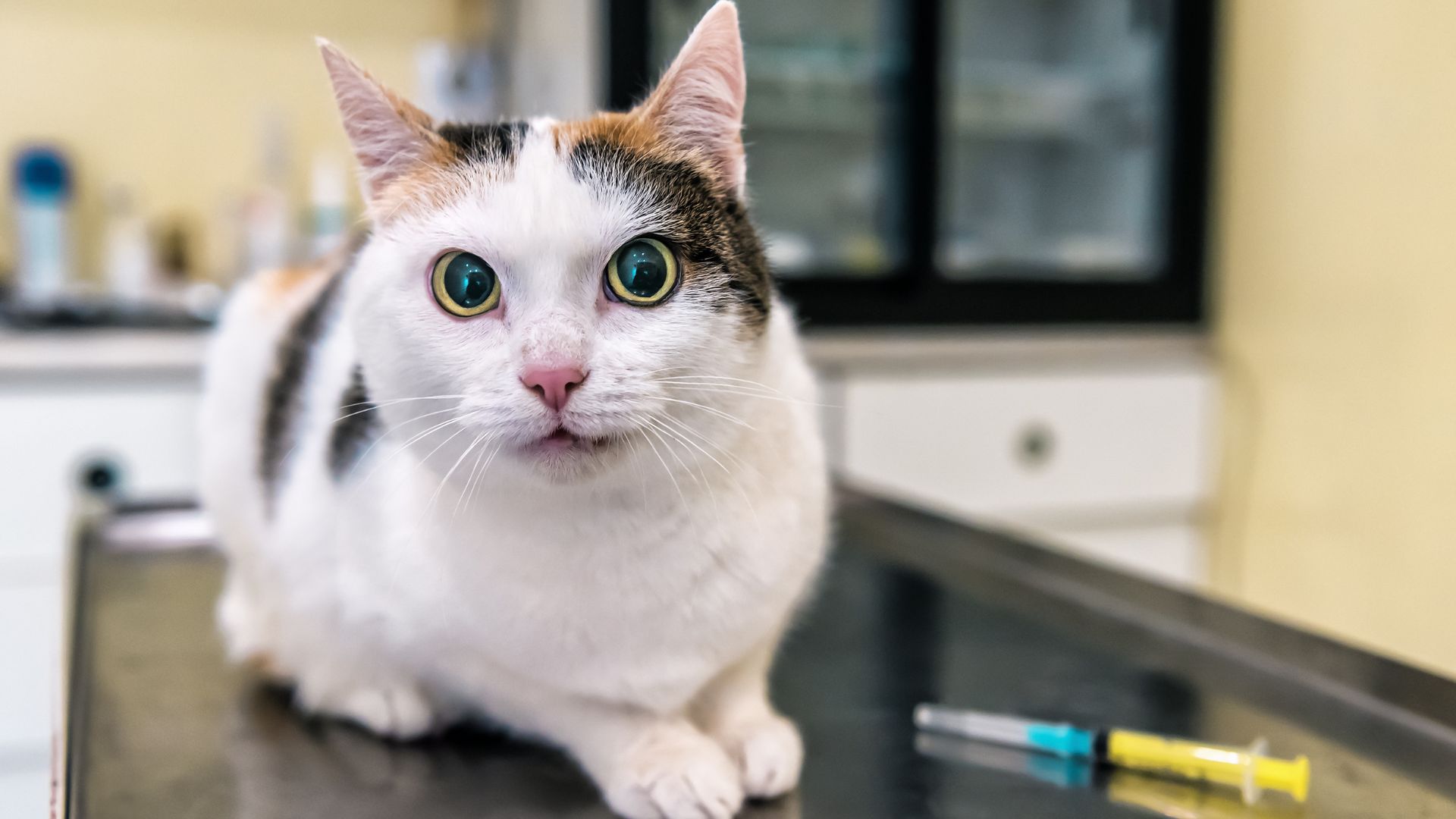 アーク動物病院