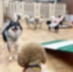 犬の保育園パピーノ