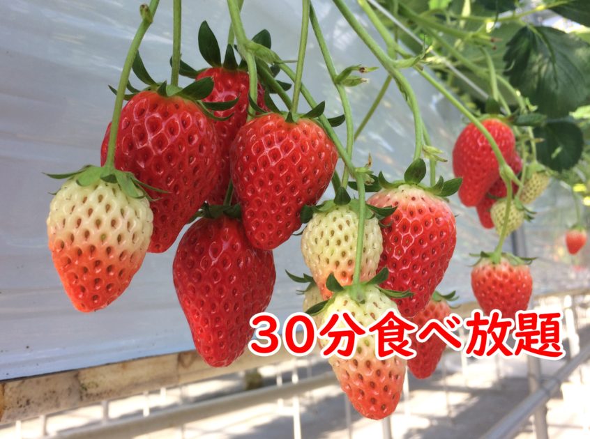 山梨フルーツ中島農園「中島フィールズ」