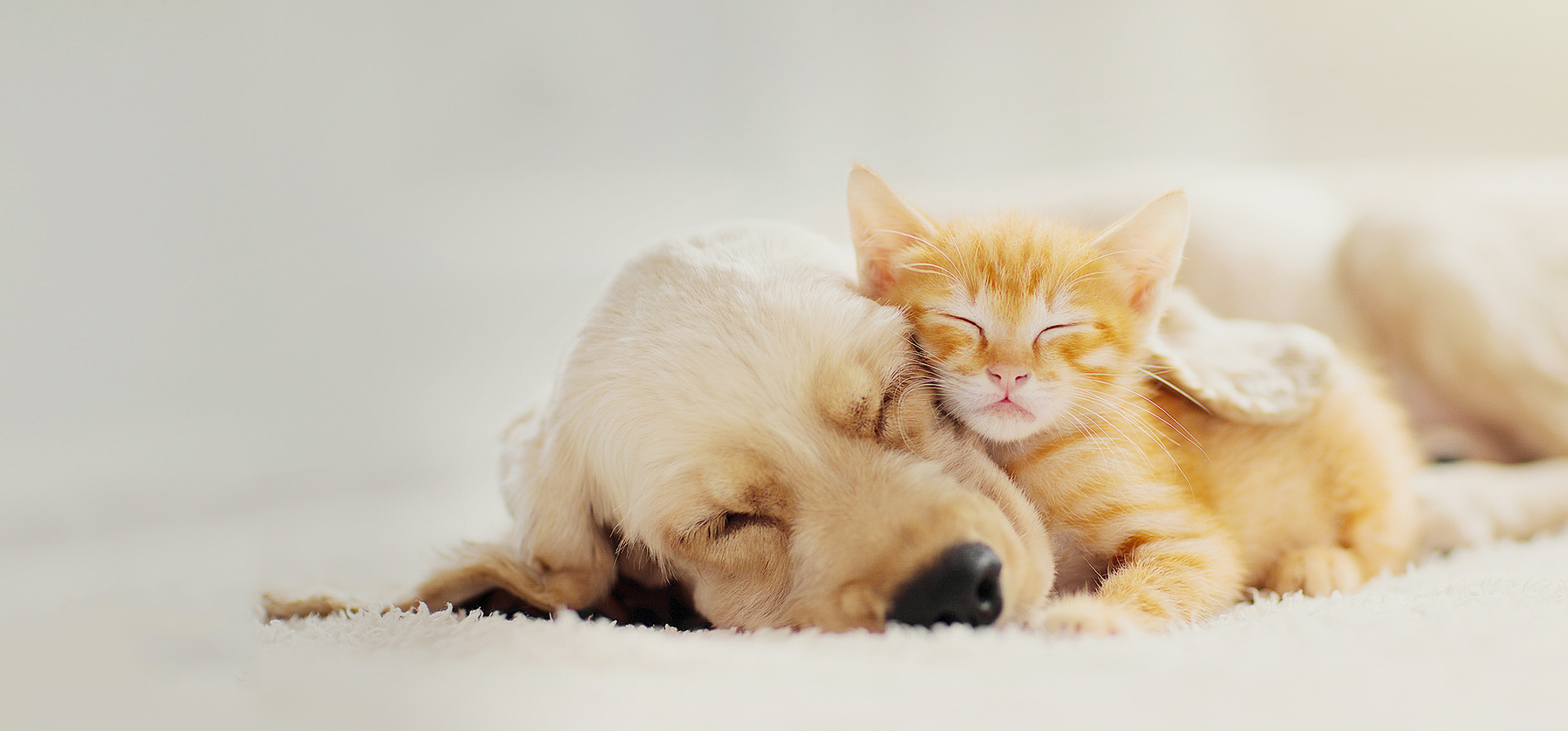 草津大路どうぶつ病院