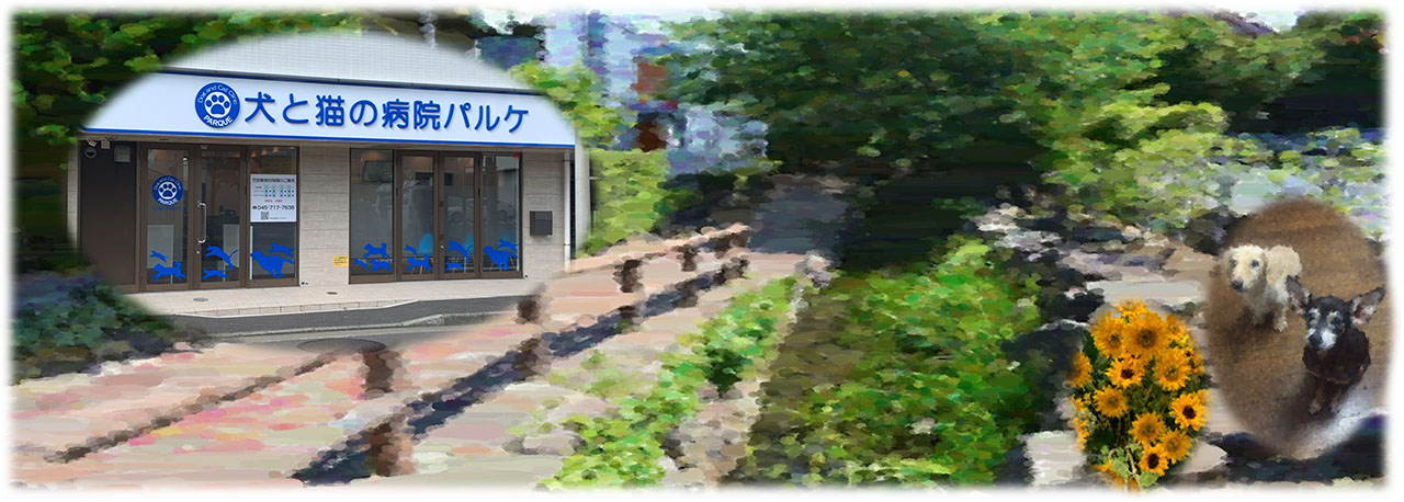 犬と猫の病院パルケ