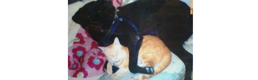 みゅう犬猫病院