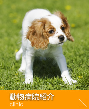 ベルどうぶつクリニック
