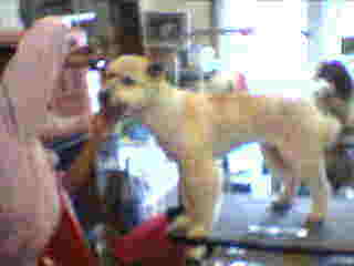 ペットハウスシヨンズ