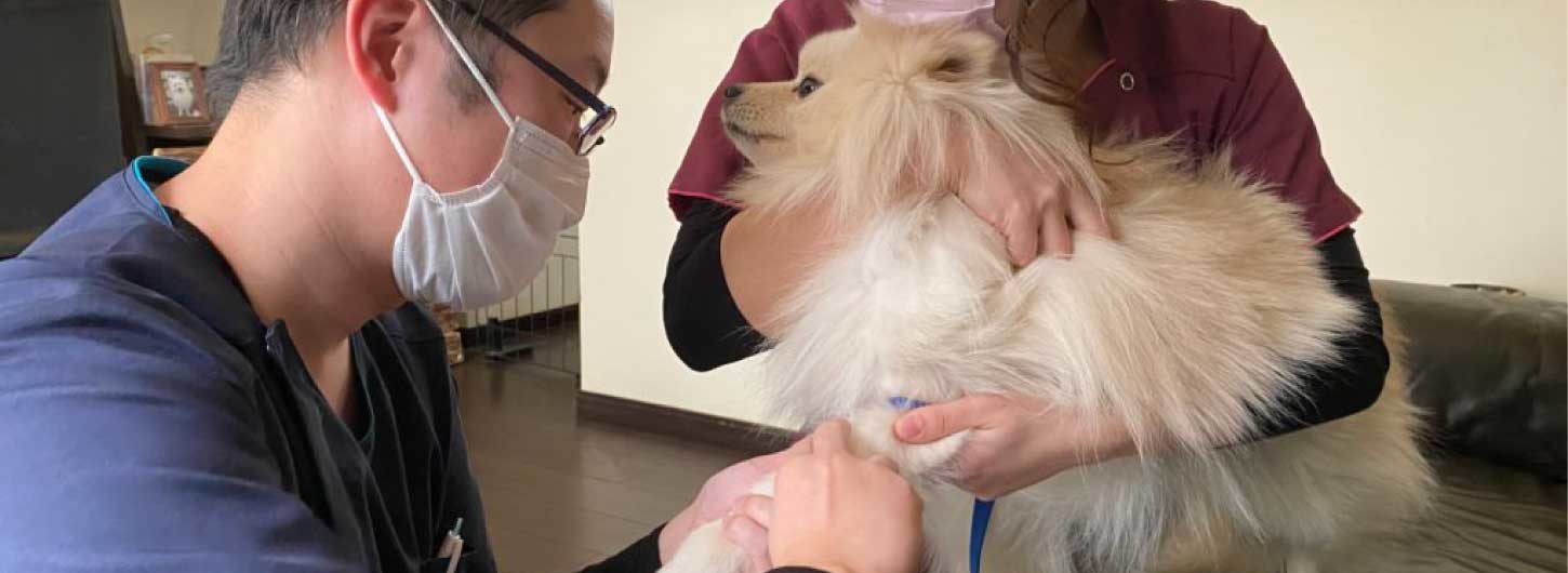 動物病院しらたま