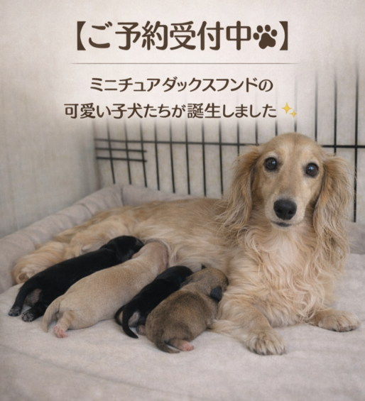 わん・にゃんハウス