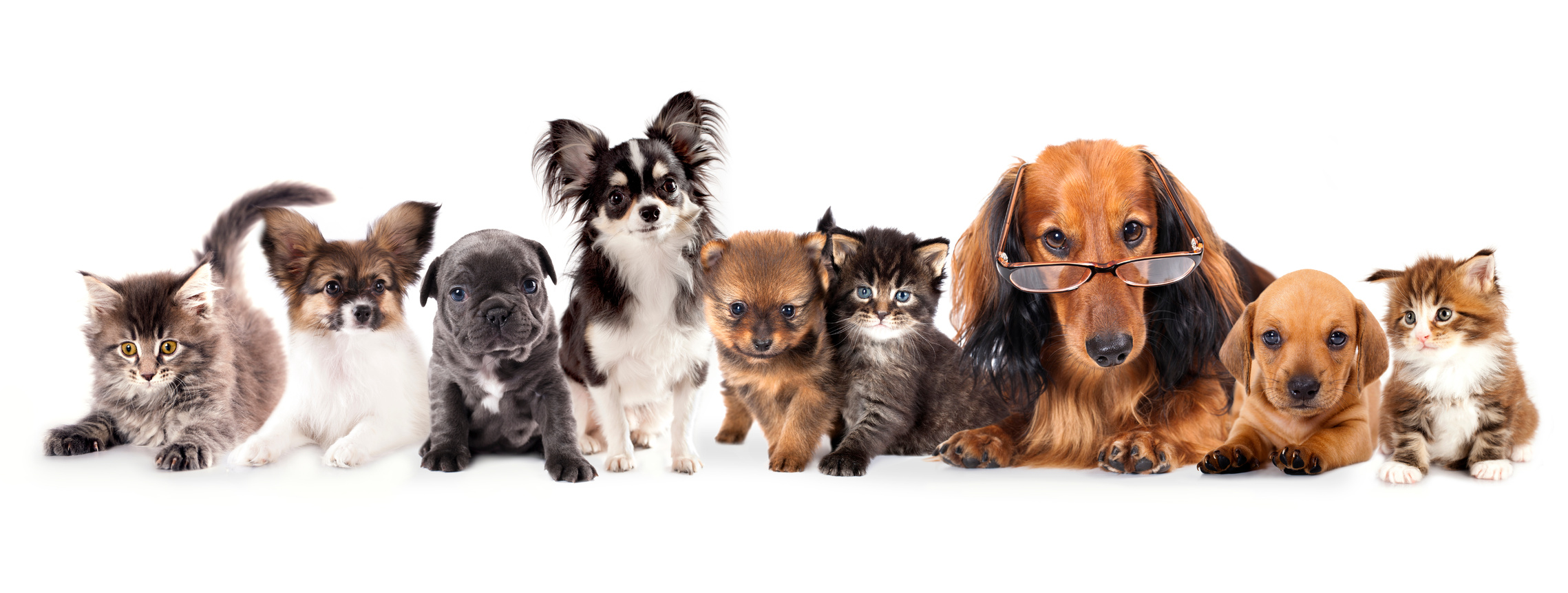 ムックのおうち