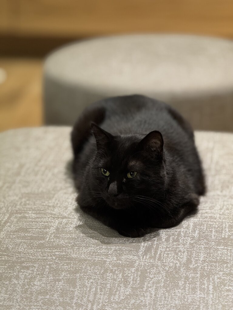 エムズ動物病院