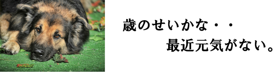 ぱんだ動物病院