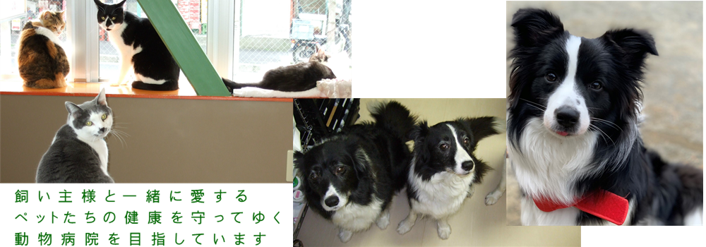 ふう動物病院