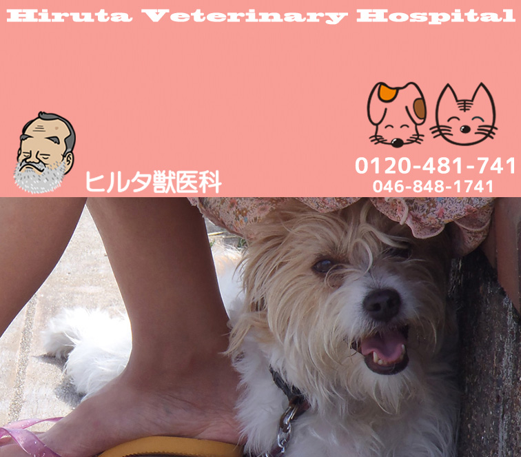 ヒルタ獣医科