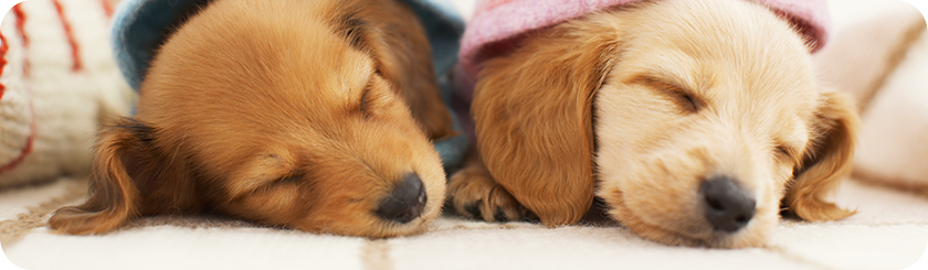 オリオン動物病院