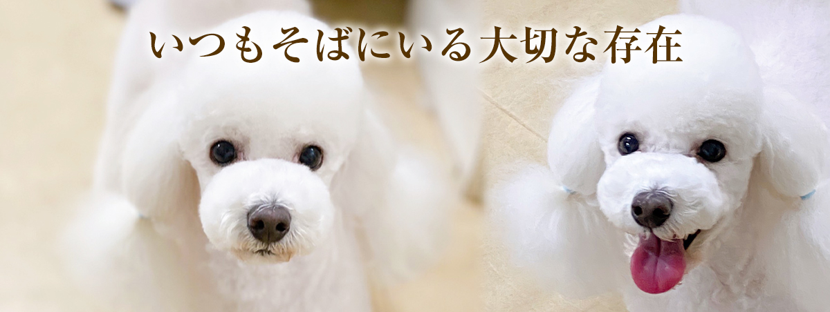 ドッグサロン ラクードール