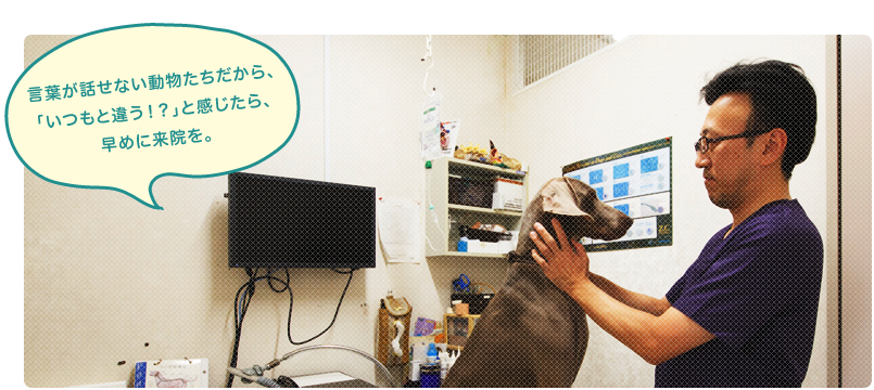 うちだ動物病院