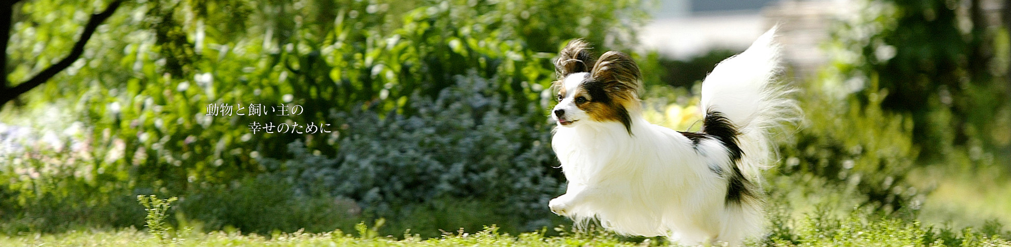 駒場ペットクリニック